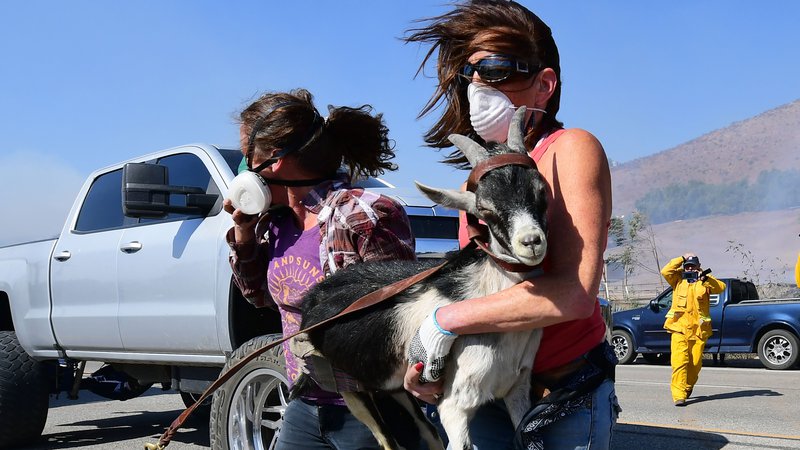 Fotografija: Reševanje ene izmed koz z ranča v bližini Reaganove knjižnice na območju Simi Valleyja v Kaliforniji. FOTO: Frederic J. Brown/AFP