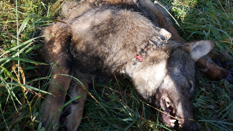 Fotografija: "Projektni" volk je bil ustreljen v lovišču s posebnim namenom Snežnik, za katerega skrbi Zavod za gozdove Slovenije. FOTO: Jaka Črtalič, projekt Carnivora Dinarica