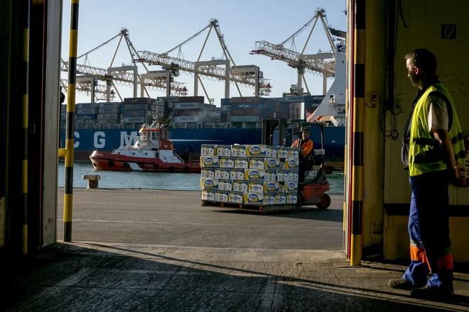 V Luki Koper so samo v zadnjem letu neposredno zaposlili skoraj 500 delavcev in začeli sodelovati z izbranimi kadrovskimi agencijami. FOTO: Voranc Vogel/Delo