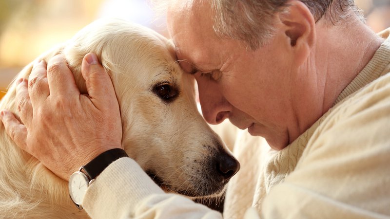 Fotografija: V možganih psov s kognitivno motnjo so ugotovili podobne spremembe kot pri ljudeh z alzheimerjevo boleznijo. Foto Shutterstock