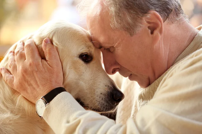 V možganih psov s kognitivno motnjo so ugotovili podobne spremembe kot pri ljudeh z alzheimerjevo boleznijo. Foto Shutterstock