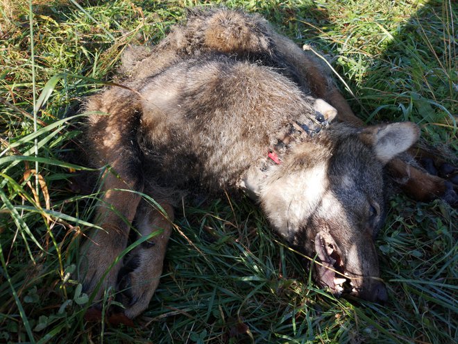 Volka, ki je bil odstreljen v lovišču s posebnim namenom Snežnik, so strokovnjaki za velike zveri v okviru projekta Carnivora Dinarica opremili z ovratnico za sledenje gibanja. FOTO: Jaka Črtalič