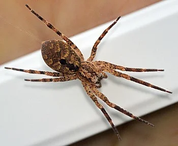 Poleti mi je eden pristal na licu, medtem ko sem se zbujala. Ko sem zguglala, da je predrznežu ime nepravi volkec (<em>zoropsis spinimana</em>), se mi je še bolj priljubil. FOTO: Duša Vadnjal