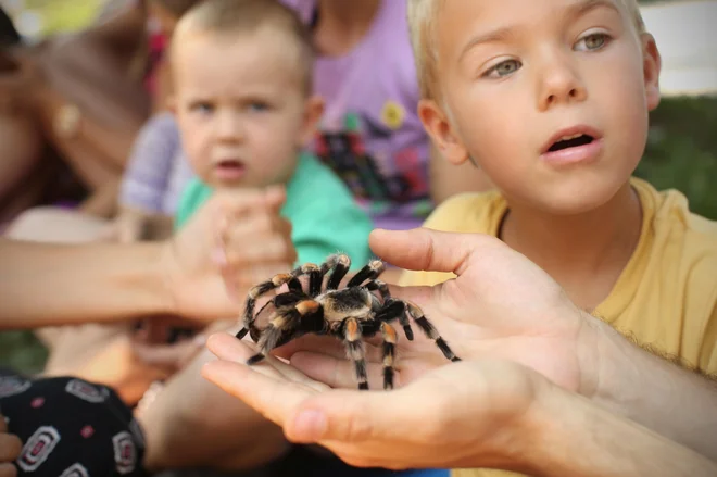 Arahnofobija je lastnost, pridobljena z evolucijo, pravijo evolucijski psihologi. FOTO: Jure Eržen