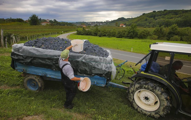 Večje ali manjše martinove prireditve bodo ta konec tedna zaznamovale vse dele Slovenije. FOTO: Jože Suhadolnik/Delo