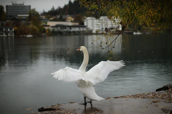 Danes bo sprva oblačno, občasno bodo še krajevne padavine, popoldne se bo delno zjasnilo. FOTO: Jure Eržen/Delo