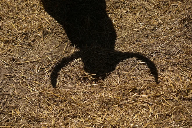 Španija, ki jo opisuje pisatelj, je drugačna od tega, kar si predstavljamo, a vseeno ne bi mogla biti bolj španska. Foto Reuters