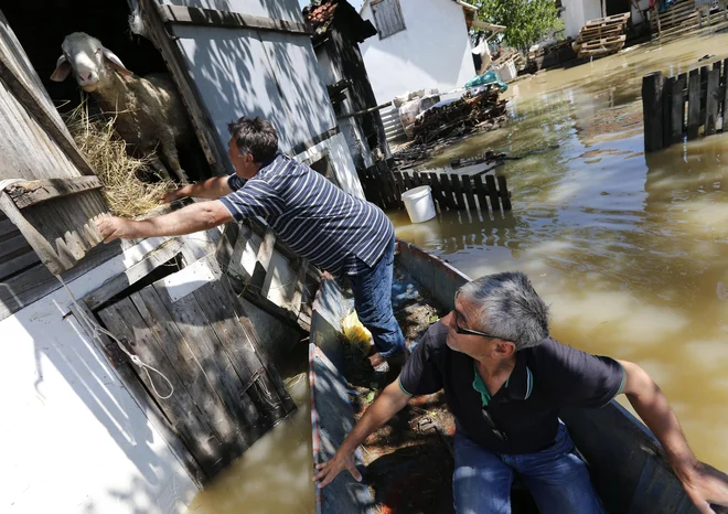 Domačini v Šabcu so pred vodno ujmo reševali drobnico. FOTO: Tomi Lombar/Delo