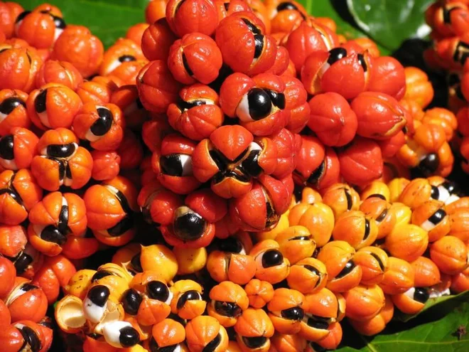 Guarana FOTO: Shutterstock