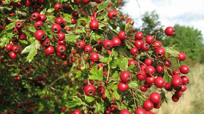 Ašvaganda FOTO: Shutterstock