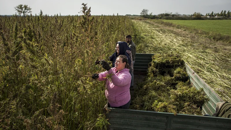 Fotografija: Pridelava in predelava industrijske konoplje v Slavoniji. Pri nas smo zadaj. FOTO: Voranc Vogel/Delo