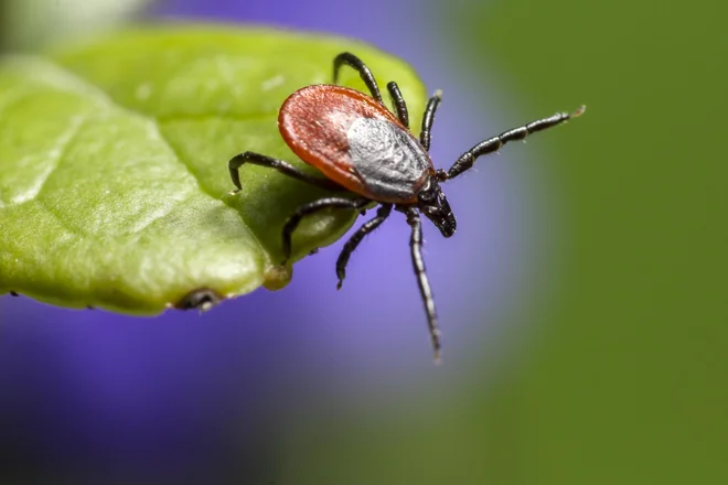 Klop, najhujša zver naših gozdov. FOTO: Shutterstock