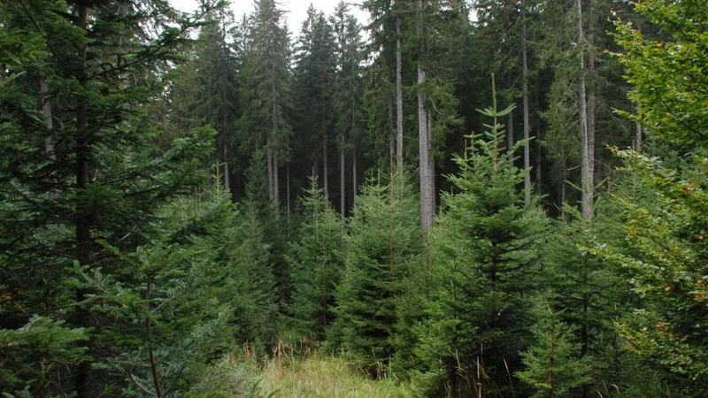 Fotografija: »SiDG poslovno stavbo potrebuje, saj dela v premajhnih, neustreznih in predragih najetih prostorih.« Foto Oste Bakal