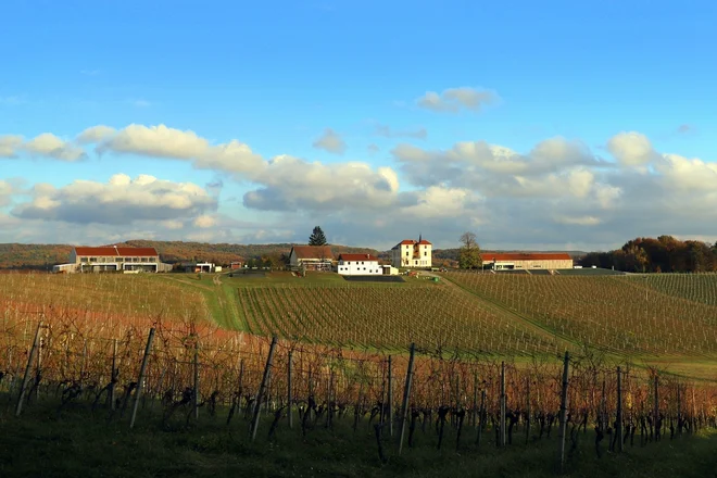 Marof obdan z vinogradi. FOTO: Dušan Dundek