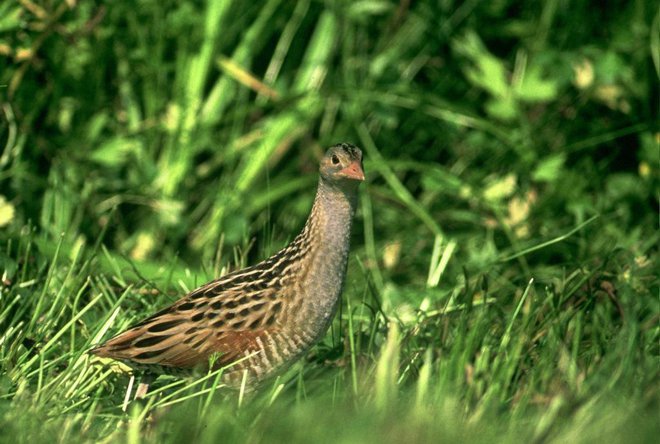 Število travniških vrst ptic kmetijske krajine se je v obdobju 2008–2018 zmanjšalo za kar 40 odstotkov. FOTO: Krajinski park Ljubljansko Barje