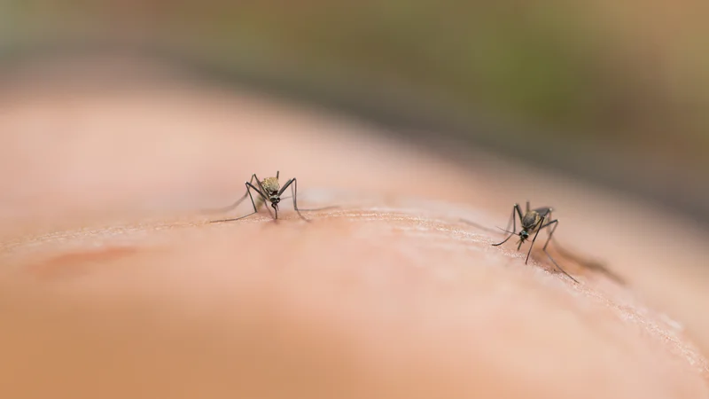 Fotografija: Malarijo povzročajo paraziti – plazmodiji, ki jih s pikom na človeka prenašajo okužene samice komarjev Anopheles. Foto Shutterstock