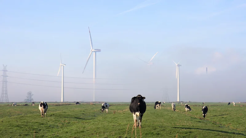 Fotografija: Mnogi menijo, da vetrne elektrarne uničujejo okolje, predvsem z estetskega vidika, pa tudi zaradi ogrožanja številnih vrst ptic in povzročanja hrupa.
FOTO: Barbara Zimic