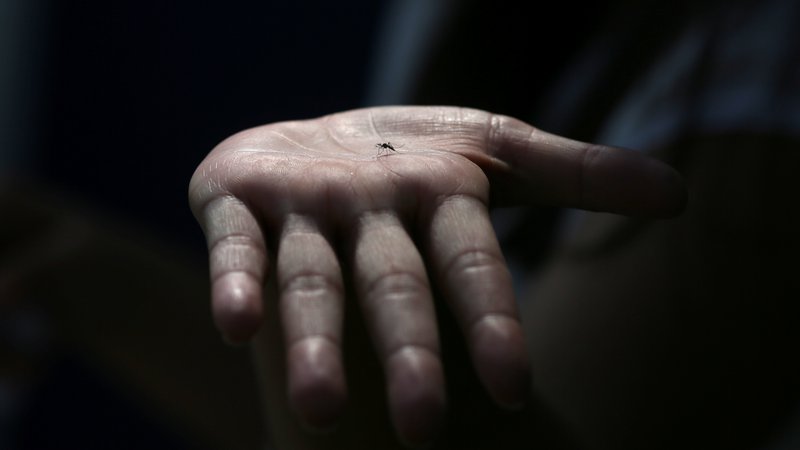 Fotografija: Letos ni bilo zaznanih avtohtonih primerov okužb z virusom zahodnega Nila, lani je bilo potrjenih pet: štiri osebe so se okužile v Sloveniji, ena v Bosni ali Srbiji. FOTO: Reuters