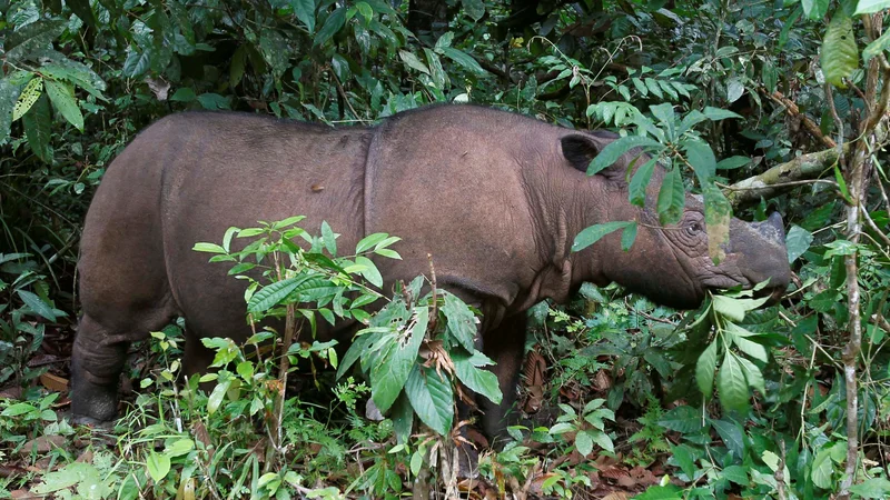 Fotografija: Sumatranski nosorogi so kritično ogroženi. FOTO: Reuters