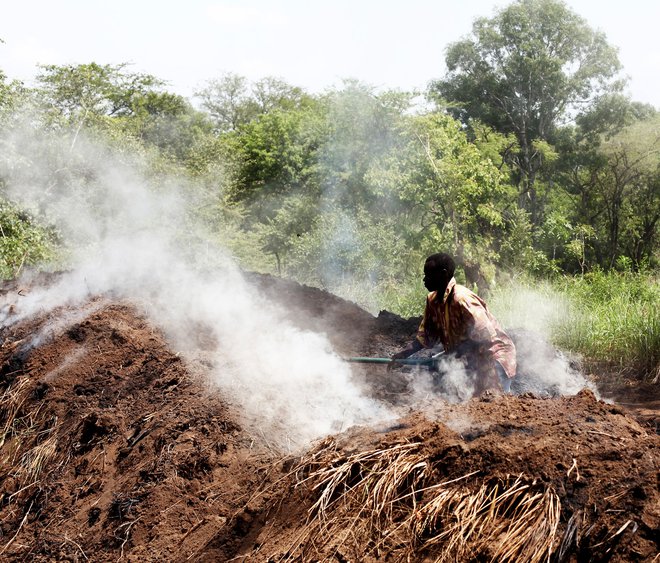 Gozdovi zajemajo ogljikov dioksid, kurjenje lesa ga sprošča. FOTO: Andreea Campeanu/Reuters