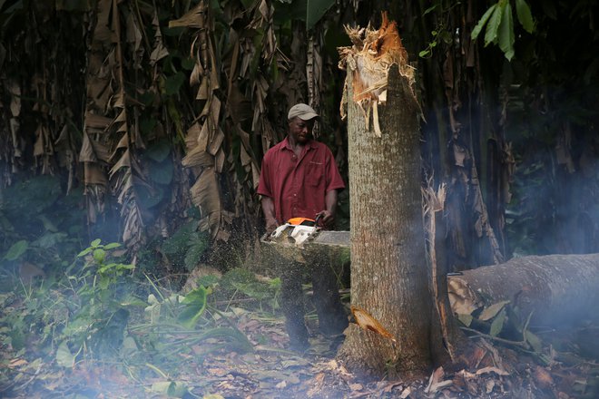 Svetovni mehanizem financiranja in prenosa bolj čistih tehnologij bi lahko preprečil sekanje dreves za kuhanje. FOTO: Akintunde Akinleye/Reuters