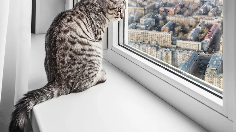 Fotografija: Nekatere pasme mačk so primernejše za notranje bivanje kot druge. FOTO: Shutterstock