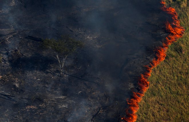 Od leta 1970 smo uničili 17 odstotkov amazonskega gozda. Točko brez vrnitve za ta ekosistem znanstveniki postavljajo pri izgubi med 20 in 40 odstotkih gozda. FOTO: REUTERS/Bruno Kelly