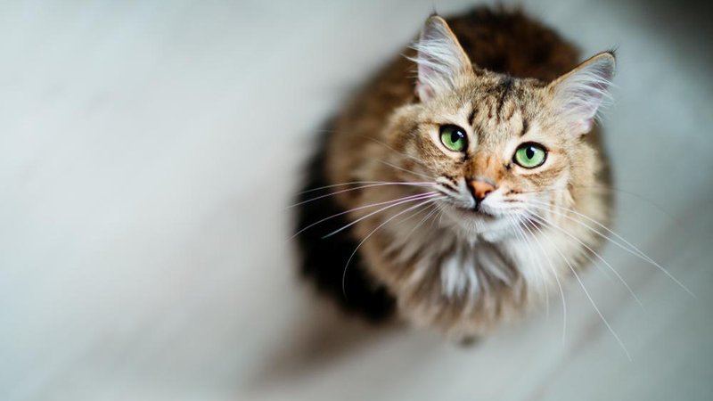 Fotografija: Maček. Fotografija je simbolična. FOTO: Shutterstock