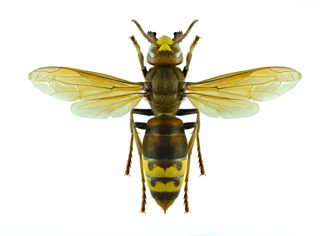 Orientalski sršeni<em> </em>so enako veliki kot evropski, vendar drugačne barve in z drugačnim vzorcem. Foto Shutterstock