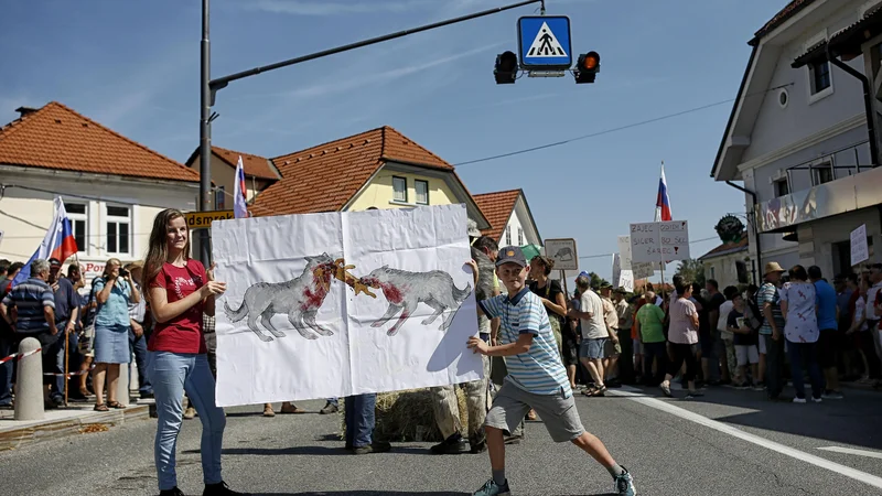 Fotografija: Sindikat kmetov Slovenije v peticiji iz avgusta letos zahteva, da se volkovi ohranijo le v ograjenih kompleksih znotraj državnih gozdov, drugod pa naj se jih odstreli. FOTO: Blaž Samec/Delo