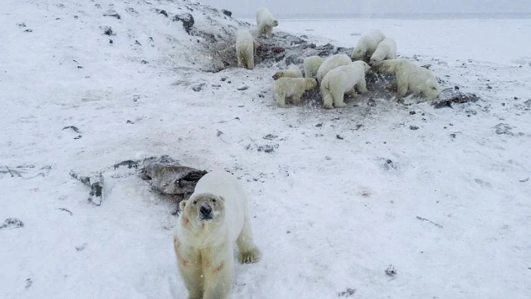 Fotografija: Kar 56 medvedov se je zbralo na smetišču na obrobju vasi Rirkajpij na severovzhodu Rusije. FOTO: Maksim Djominov/WWF