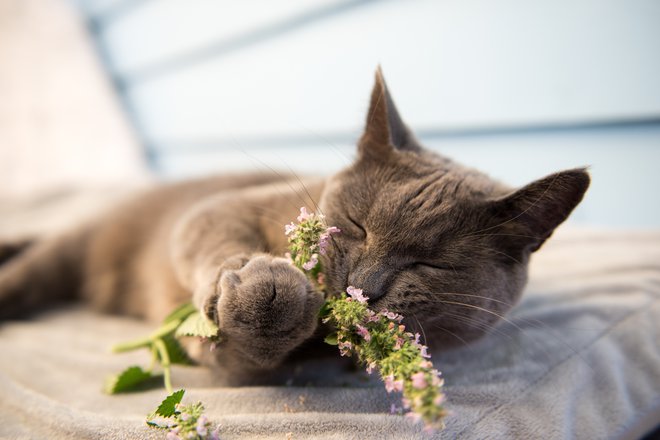 V poročilu o delu za leto 2018 je navedeno, da je zavetišče v 18 občinah obravnavalo 582 mačk, kar 517 jih je vrnilo v okolje, novim skrbnikom je oddalo le 18 mačk. FOTO: Shutterstock