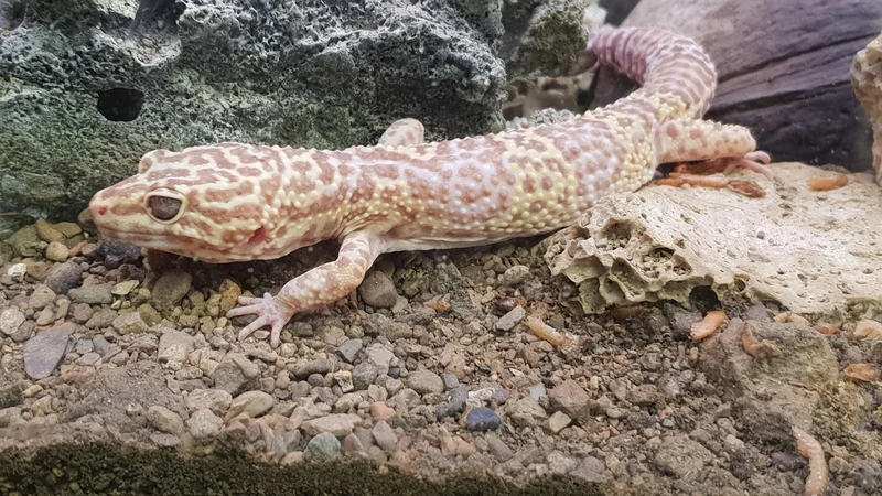 Fotografija: Cilj razstave je preseganje predsodkov in premagovanje strahu. In leopardji gekon (na fotografiji) se z veseljem pusti božati. FOTO: Špela Kuralt/Delo