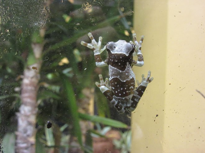 Amazonska mlečna žaba. FOTO: Špela Kuralt/Delo