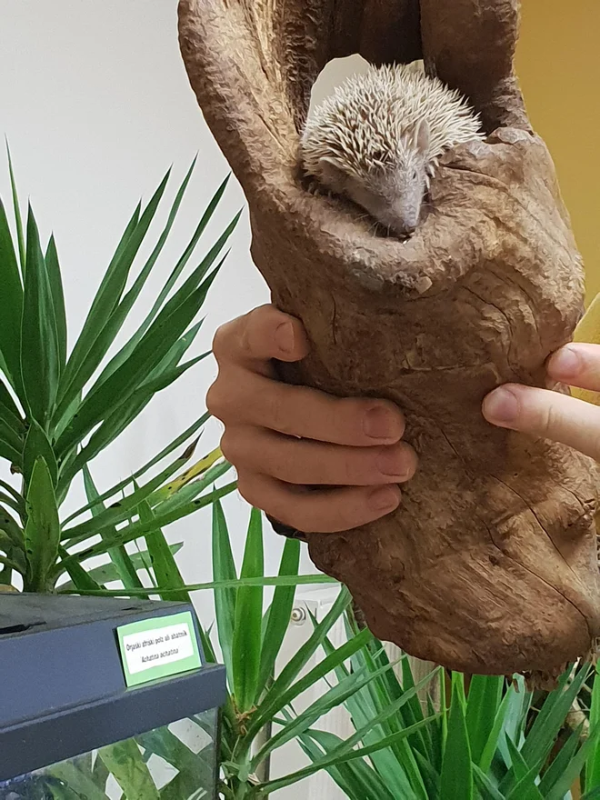 Madagaskarski tenrek je počival. FOTO: Špela Kuralt/Delo