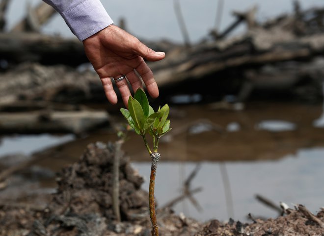 Nasadi mangrov ščitijo obale, to je glavna storitev, ki pa jo pretopel zrak lahko ogrozi. FoOTO: Edgar Su/Reuters