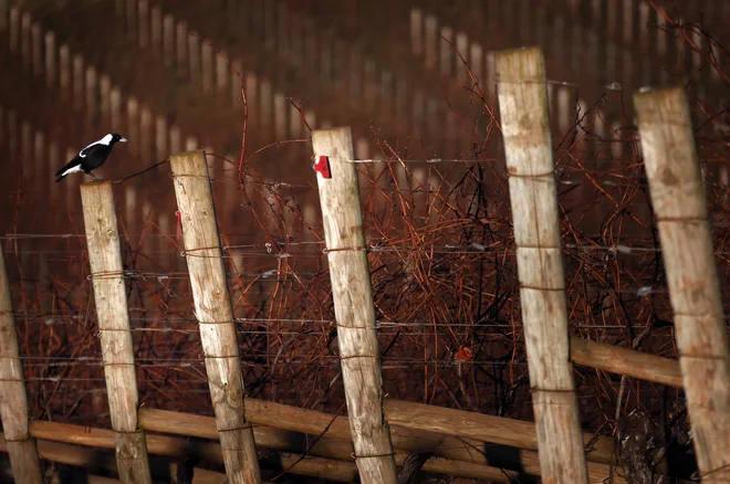 Avstralske srake so drugačne od evropskih. FOTO: David Gray/Reuters