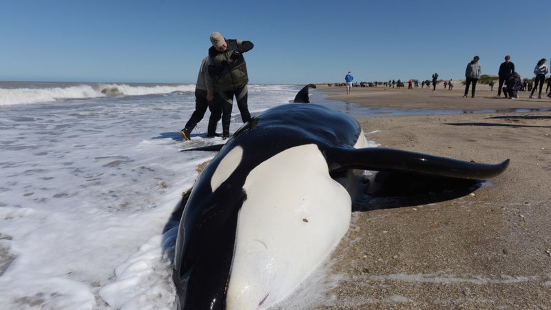 Fotografija: Na plaži Mar Chiquita v bližini Buenos Airesa je nasedlo sedem kitov ubijalcev. Od sedmih so uspeli rešiti šest kitov, ki so jih člani obalne straže, gasilci in prostovoljci uspeli vrniti nepoškodovane nazaj v morje. FOTO: Mara Sosti/AFP