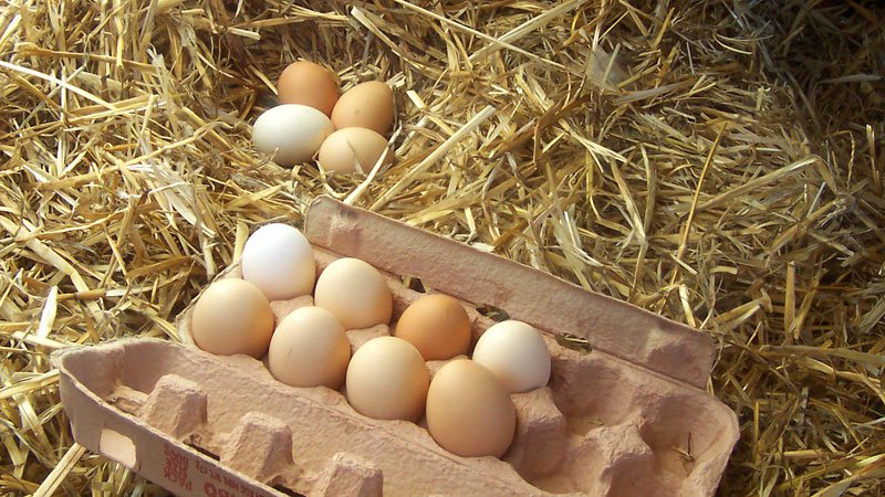 Fotografija: Druga študija je prav tako primerjala jajca kokoši, ki so se ali gibala na prostem ali v zaprtem prostoru, vendar se je osredotočala na količino vitamina D3. Foto: Shutterstock