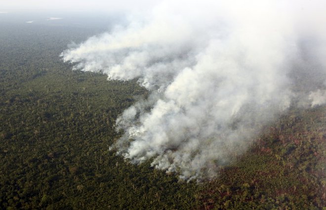 Deževne gozdove krčimo, ko bi jih najbolj potrebovali. FOTO: Paulo Whitaker/Reuters