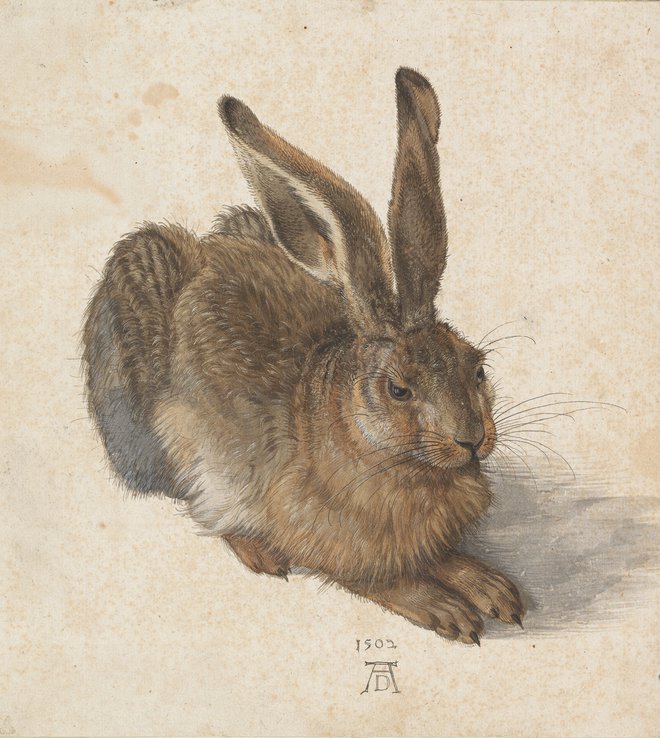 Albrecht Dürer: <em>Poljski zajec</em> (<em>Feldhase</em>), 1502<br />
Fotografiji Albertina