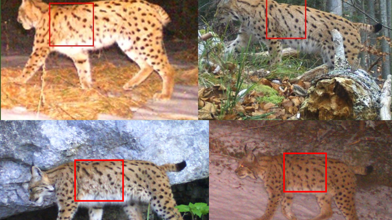 Fotografija: Rise na posnetkih so prepoznavali s primerjavo vzorca kožuha. Rdeči kvadrat prikazuje, kako so prek vzorca na delu telesa primerjali posnetka istega (zgoraj levo in desno) in drugega (spodaj levo in desno) risa. FOTO: Life Lynx