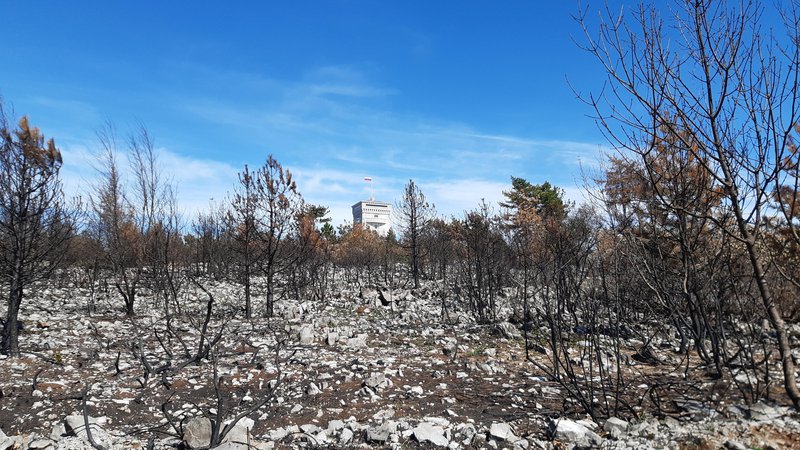 Fotografija: Sanacija po požaru na Cerju bo trajala od 25 do 30 let. Foto Blaž Močnik
