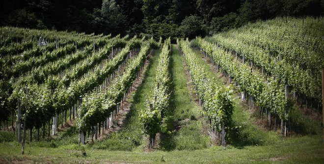 Več kot polovico pridelanega vina izvozimo na tuje trge. Foto Blaž Samec