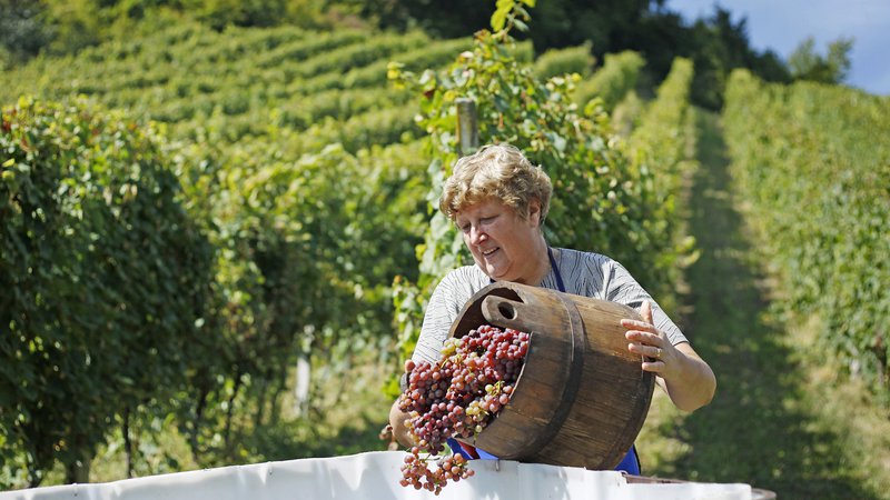 Fotografija: 1800 pridelovalcev je registriranih za stekleničenje vina. Foto Leon Vidic