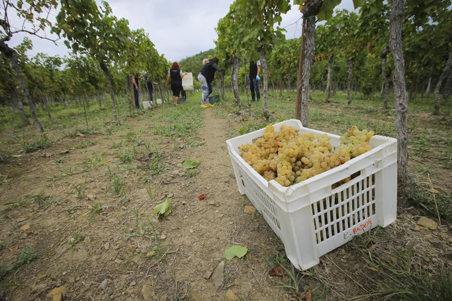 Količinsko je briška trgatev malce podpovprečna, toda obeta se vrhunska kakovost. FOTO: Jože Suhadolnik/Delo