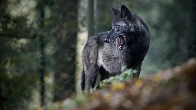 Fotografija: Z mrežo nočnih kamer, ki jih upravlja naravovarstvena agencija ANB (Het Agentschap voor Natur en Bos), so volkuljo Nayo nazadnje posneli maja, odtlej ni novic ne o njej ne o mladičih, za katere je skrbela. FOTO: Blaž Samec/Delo