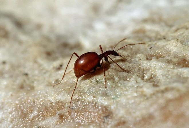Drobnovratnik je hrošč v naših jamah. FOTO: Slavko Polak/arhiv Zrsvn