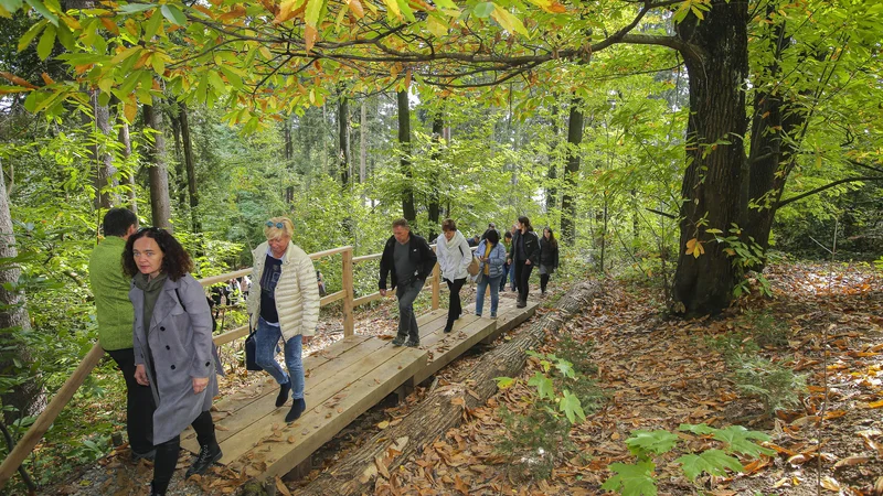 Fotografija: Most čez najbolj degradirano koreninsko območje. FOTO: Jože Suhadolnik/Delo