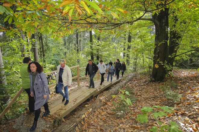 Most čez najbolj degradirano koreninsko območje. FOTO: Jože Suhadolnik/Delo